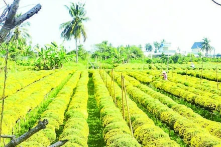 Nhiều ruộng cúc mâm xôi tại tỉnh Vĩnh Long đã trổ vàng rực dù chưa tới Tết.
