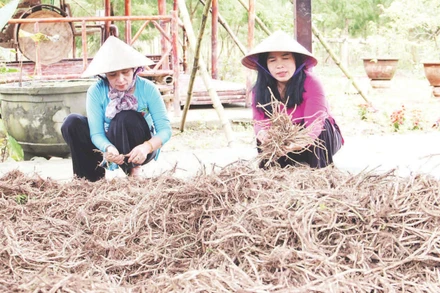 Hợp tác xã Nông nghiệp xanh Gò Nổi sẵn sàng nguồn nguyên liệu xanh tại địa phương.