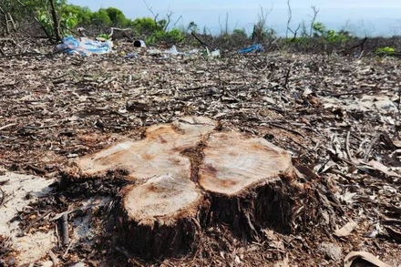 Điểm mấu chốt nằm ở biên bản thanh lý rừng do Ủy ban nhân dân xã Quảng Công ký ngày 19/2/2025.