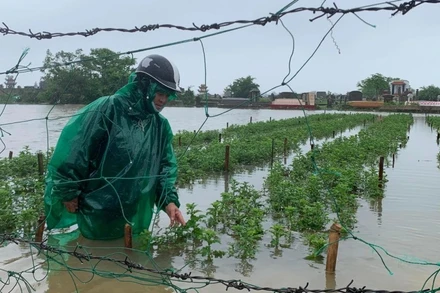 Huế lo đợt áp thấp sẽ ảnh hưởng đến lúa hè thu. (Ảnh tư liệu)