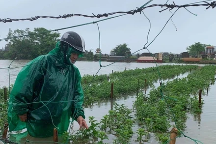 Đến thời điểm này toàn thành phố đã thu hoạch 98,5% diện tích lúa hè thu.