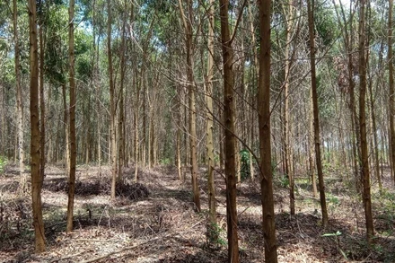 Theo Ủy ban nhân dân thành phố, các diện tích chuyển đổi đều là rừng trồng sản xuất, không liên quan đến rừng tự nhiên.