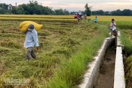 Huế kêu gọi người dân thu hoạch xong vụ hè thu trước ngày 2/9.