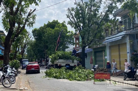 Huế đang khẩn trương tỉa mé cây xanh, tránh gãy đổ trong gió bão.