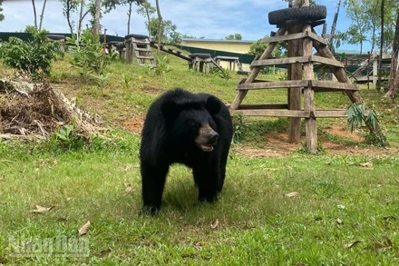 Một trong 14 cá thể gấu đang được chăm sóc tại Trung tâm cứu hộ Gấu Việt Nam tại Bạch Mã.