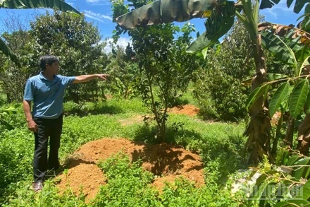 Ông Cao Viết Hùng bên những hố chôn đào sẵn để tiêu hủy heo bệnh.