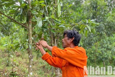 Huyện Trà Bồng (Quảng Ngãi) là một trong 4 vùng quế trọng điểm của cả nước, với diện tích hiện có khoảng 5.500ha.