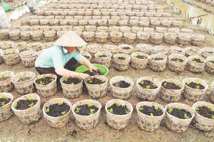 Nông dân tỉnh Đồng Tháp xuống giống hoa chuẩn bị phục vụ thị trường Tết, lễ hội.