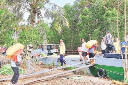 Khó khăn trong khâu vận chuyển là một trong những nguyên nhân khiến giá lúa giảm.