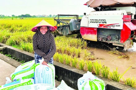 Sản lượng lúa của vùng Đồng bằng sông Hồng góp phần bảo đảm an ninh lương thực.