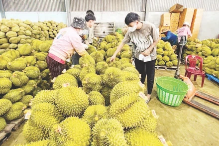 Kiểm tra chất lượng sầu riêng xuất khẩu.