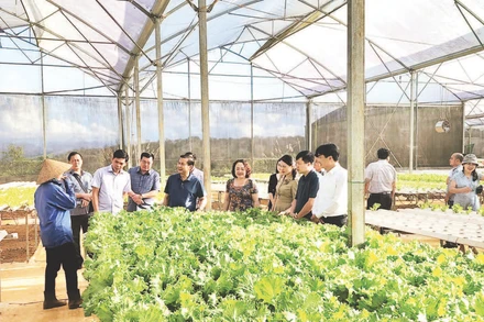 Phát triển các mô hình nông nghiệp góp phần nâng cao thu nhập, mức sống cho nhân dân miền núi Quảng Ngãi.