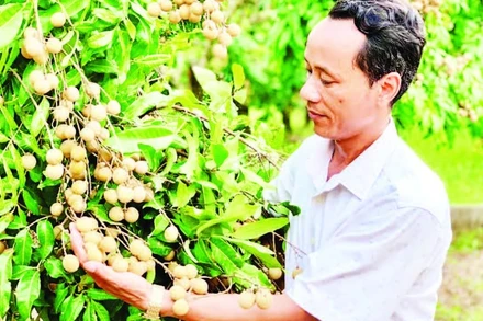 Gia đình anh Phạm Đức Long, xã Khoái Châu trồng và chăm sóc nhãn theo quy trình VietGAP.