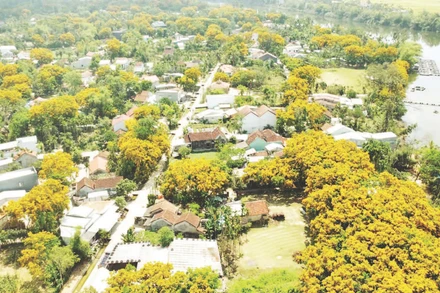 Làng sinh thái Hương Trà, nơi được mệnh danh là thủ phủ của sưa vàng.