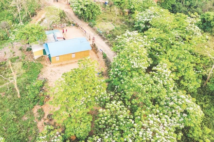 Cây trẩu trồng quanh vườn nhà người dân ở xã Hướng Phùng, tỉnh Quảng Trị đã ra hoa, kết trái cho thu hoạch.