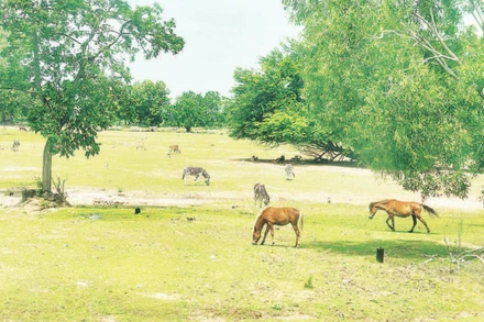 Rừng dầu Hồng Liêm có nhiều động vật quý hiếm.