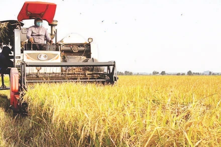 Thu hoạch lúa ở Tây Ninh có tỷ lệ cơ giới hóa cao nhất (100% ). (Ảnh TRẦN TRUNG)