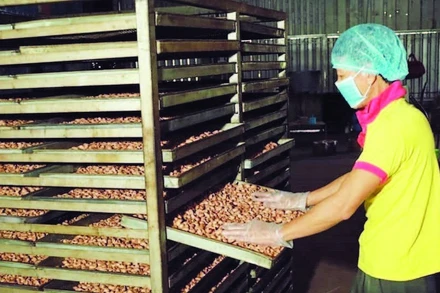 Chế biến hạt điều ở phường Phước Bình, tỉnh Đồng Nai.