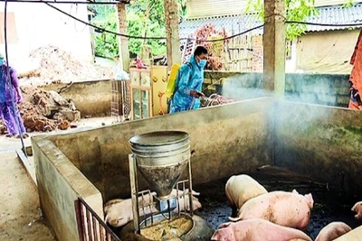 Tỉnh Thái Nguyên đang tích cực triển khai các biện pháp phòng, chống dịch tả lợn châu Phi.