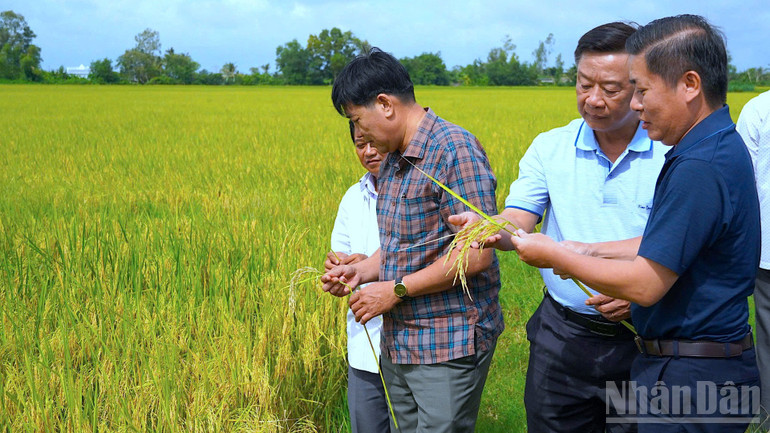 Đồng chí Hồ Trung Việt (thứ 2 từ phải qua) gần gũi hỏi thăm nông dân cách thức trồng lúa chất lượng theo mô hình chuỗi liên kết. ndo_br_anh-2-3251-5671.jpg