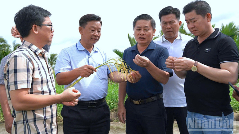Theo đồng chí Hồ Trung Việt (cầm bông lúa), cái hay trong thực tiễn sản xuất cũng là tư liệu quý giá phục vụ công tác tuyên truyền, dân vận. ndo_br_anh-3-4185-3955.jpg