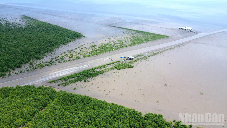 Gia cố “lá chắn xanh” cho mục tiêu tăng trưởng xanh vùng Đồng bằng sông Cửu Long ndo_br_rung-1-429.jpg