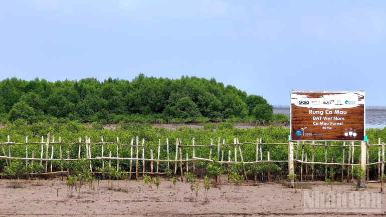 Gia cố “lá chắn xanh” cho mục tiêu tăng trưởng xanh vùng Đồng bằng sông Cửu Long ndo_br_anh-13.jpg