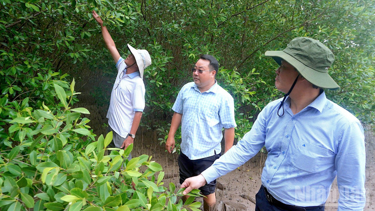 Gia cố “lá chắn xanh” cho mục tiêu tăng trưởng xanh vùng Đồng bằng sông Cửu Long ndo_br_nong-nghiep-6-4759.jpg