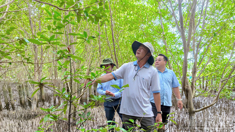 Gia cố “lá chắn xanh” cho mục tiêu tăng trưởng xanh vùng Đồng bằng sông Cửu Long ndo_br_anh-11.jpg