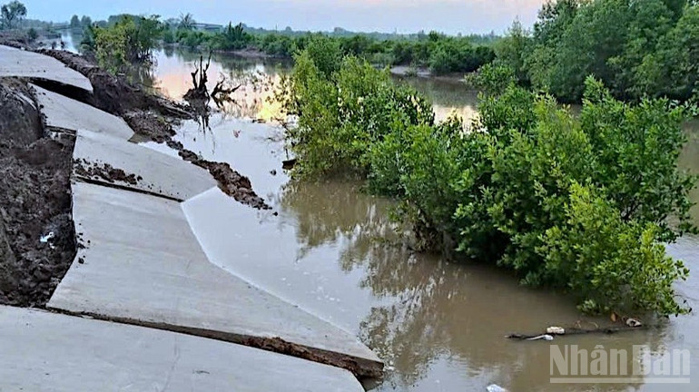 Tuyến lộ bê tông Kinh Mới dài 1,2km, vừa đưa vào sử dụng từ tháng 6/2025 thì bị sạt lở làm hư hỏng. ndo_br_lo-2-8743.jpg