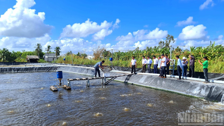 Mô hình nuôi tôm siêu thâm canh tuần hoàn đang được nhân rộng tại Cà Mau, giúp giảm rủi ro trong sản xuất. anh-8-4731.jpg
