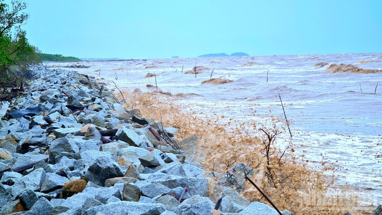Bờ biển Cà Mau dễ bị tác động trực tiếp từ sóng dữ và triều cường. ndo_br_bao-2-7181.jpg