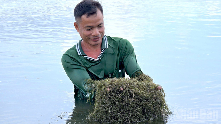 Mô hình nuôi tôm siêu thâm canh RASIMTA sử dụng rong để xử lý nước tái sử dụng, không sử dụng hóa chất gây hại cho môi trường. ndo_br_anh-13-492.jpg