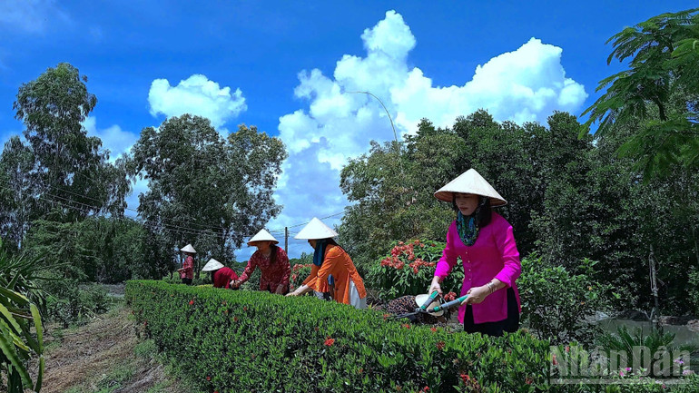 Người dân vùng nông thôn xã Đất Mũi, tỉnh Cà Mau tham gia cắt tỉa cây cảnh, tạo cảnh quan môi trường xanh, sạch, đẹp... ndo_br_ve-sinh-11-696.jpg