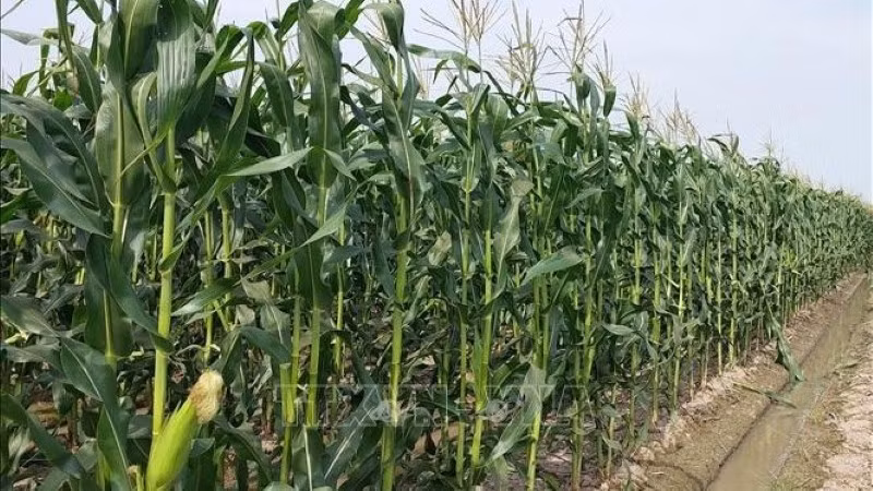 Ngô trồng ở xã Vĩnh Phú Đông, huyện Phước Long, được trồng theo quy trình sinh học và được chứng nhận sản phẩm OCOP 3 sao. (Ảnh: TUẤN KIỆT/TTXVN)