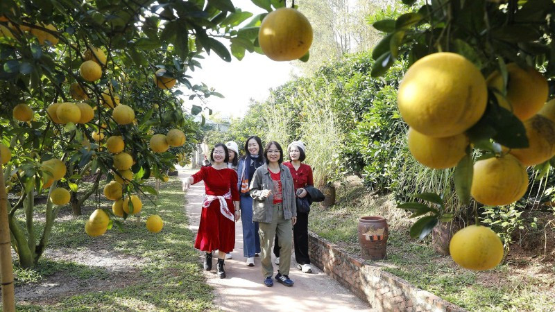 Khi các vườn cam, bưởi vào vụ thu hoạch cũng là lúc du khách đến thăm vườn ngày một đông.