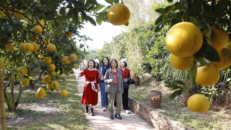 Khi các vườn cam, bưởi vào vụ thu hoạch cũng là lúc du khách đến thăm vườn ngày một đông.