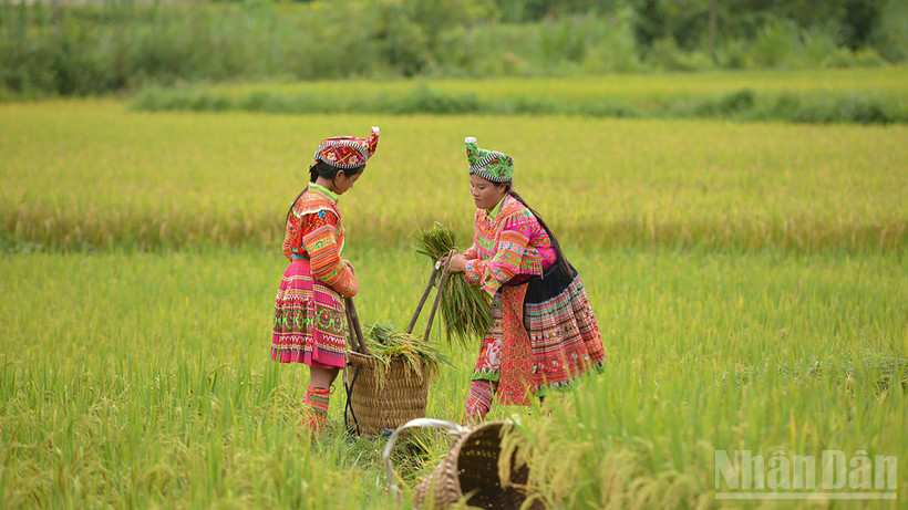 Sắc màu ngày mùa. (Ảnh: VŨ LINH)