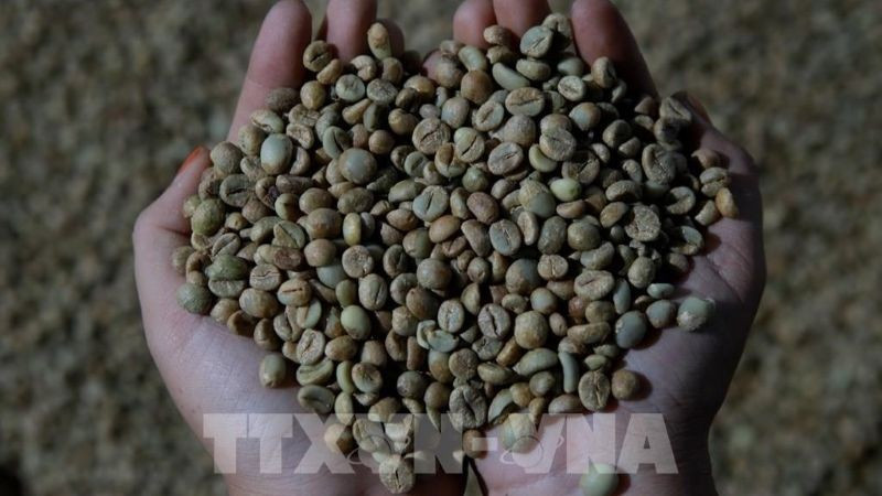 Giá cà-phê Robusta ghi nhận phiên tăng thứ ba liên tiếp. (Ảnh: TTXVN)
