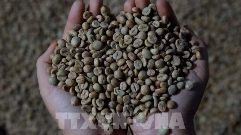Giá cà-phê Robusta ghi nhận phiên tăng thứ ba liên tiếp. (Ảnh: TTXVN)