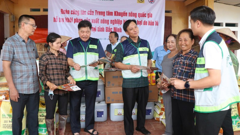 Các cán bộ khuyến nông tư vấn, hướng dẫn kỹ thuật và hỗ trợ người dân khôi phục sản xuất nông nghiệp sau mưa lũ.