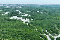 Một góc rừng ngập mặn Cần Giờ, Thành phố Hồ Chí Minh. (Ảnh THẾ ANH)