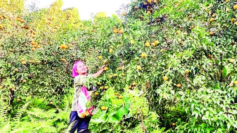 Thái Nguyên: OCOP 'đánh thức' tiềm năng nông sản vùng cao, miến dong 5 sao vươn ra châu Âu
