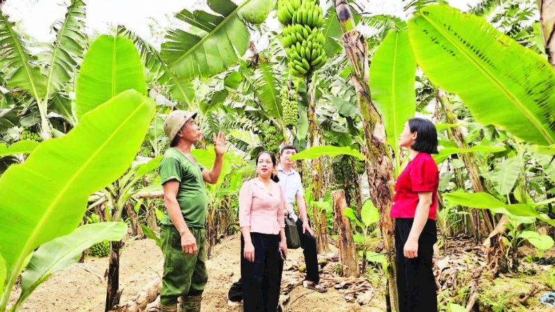 Nông dân Vĩnh Phúc, Phú Thọ chuyển đổi số thành công với thanh long, rau sạch và chuối xuất khẩu