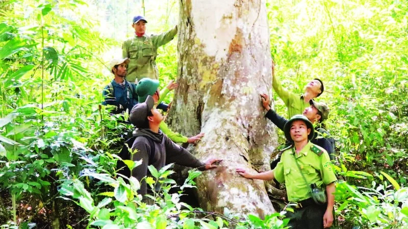 Dự án RECAF: Giải pháp bảo vệ rừng và phát triển sinh kế bền vững tại Tây Nguyên