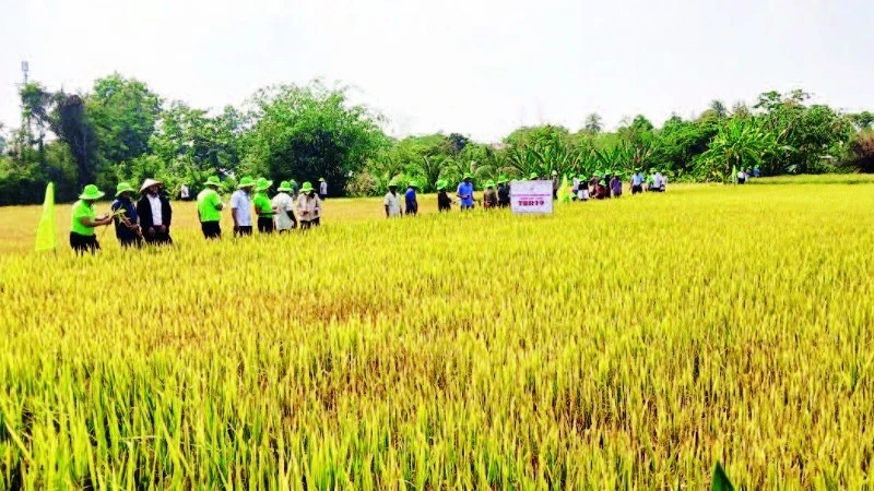 Ia Rsai: Chuyển mình mạnh mẽ trong sản xuất nông nghiệp