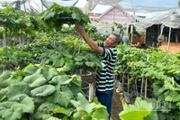 Nông dân làm nho kiểng tại các xã phía nam tỉnh Khánh Hòa tạo dáng cây nho theo phong cách mới, là thân cây vươn thẳng, tán gọn, trên thân buông đều nhiều chùm quả. (Ảnh: NGUYỄN TRUNG)