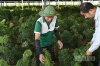 Vườn dược liệu đinh lăng tại Công ty cổ phần Thảo dược liên kết Việt Nam, xã Ninh Sơn, tỉnh Khánh Hòa, nơi cung cấp giống, hướng dẫn kỹ thuật chăm sóc cho nông dân các xã Bác Ái, Bác Ái Tây, Anh Dũng... nhân rộng diện tích dưới tán cây điều, cây trôm, nâng cao thu nhập. (Ảnh: NGUYỄN TRUNG)