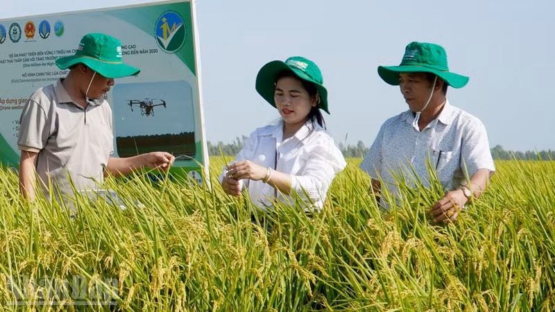 Mô hình trồng lúa theo Đề án 1 triệu ha tại tỉnh An Giang.