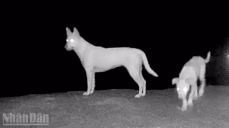 Kết quả đặt camera ghi nhận khu vực được cho là xuất hiện 4 con “khỉ trắng” trên đảo Hòn Sơn thực chất là chó do người dân nuôi.